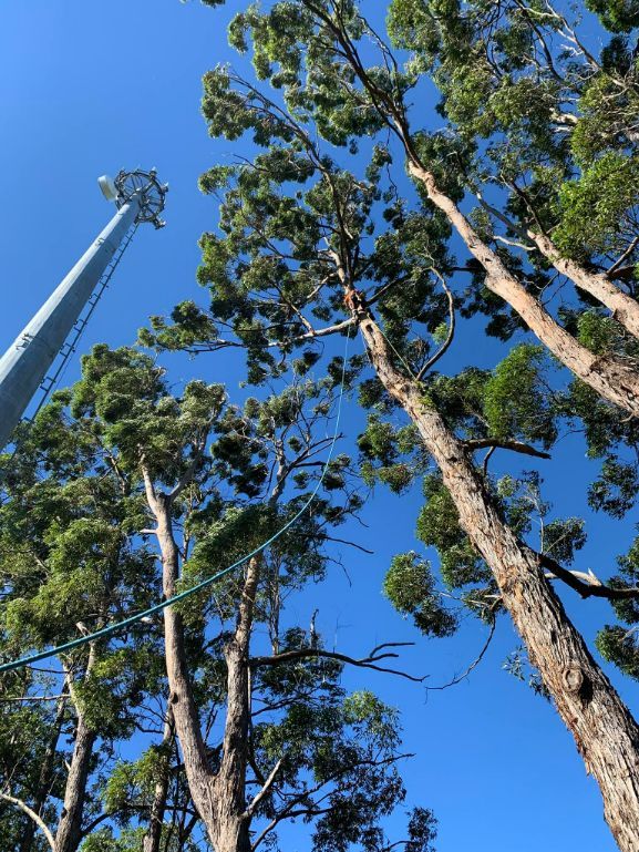Looking Up at Tall Trees With a Blue Sky in the Background — Tallow Tree Services Pty Ltd in Lennox Head, NSW