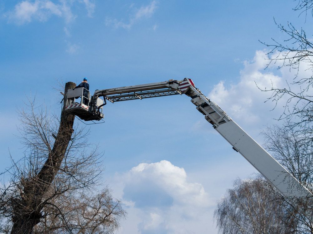 Tree Pruning Performed Atop a White Crane — Tallow Tree Services Pty Ltd in Tweed Heads, NSW
