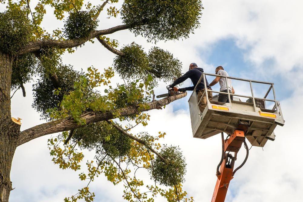 Two Men Are Cutting a Tree With a Chainsaw — Tallow Tree Services Pty Ltd in Ballina, NSW