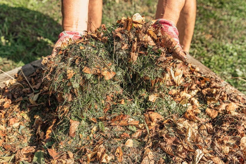 A Person is Holding a Pile of Leaves in Their Hands — Tallow Tree Services Pty Ltd in Tweed Heads, NSW