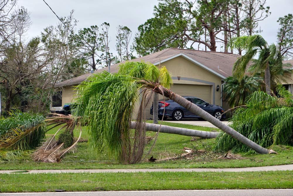 A Palm Tree is Fallen in Front of a House — Tallow Tree Services Pty Ltd in Byron Bay, NSW