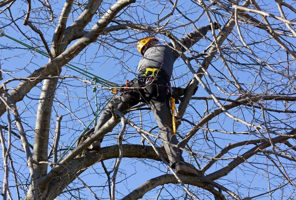 A Man is Climbing a Tree With a Chainsaw — Tallow Tree Services Pty Ltd in Lismore, NSW