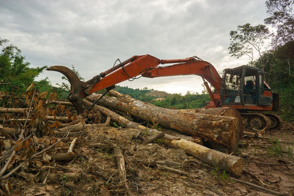 A Bulldozer is Cutting Down Trees in a Forest — Tallow Tree Services Pty Ltd in Lismore, NSW