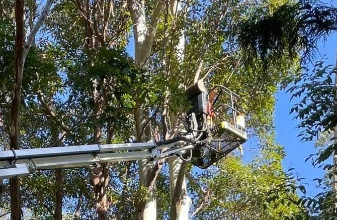 A Man is Cutting a Tree With a Crane — Tallow Tree Services Pty Ltd in Yamba, NSW