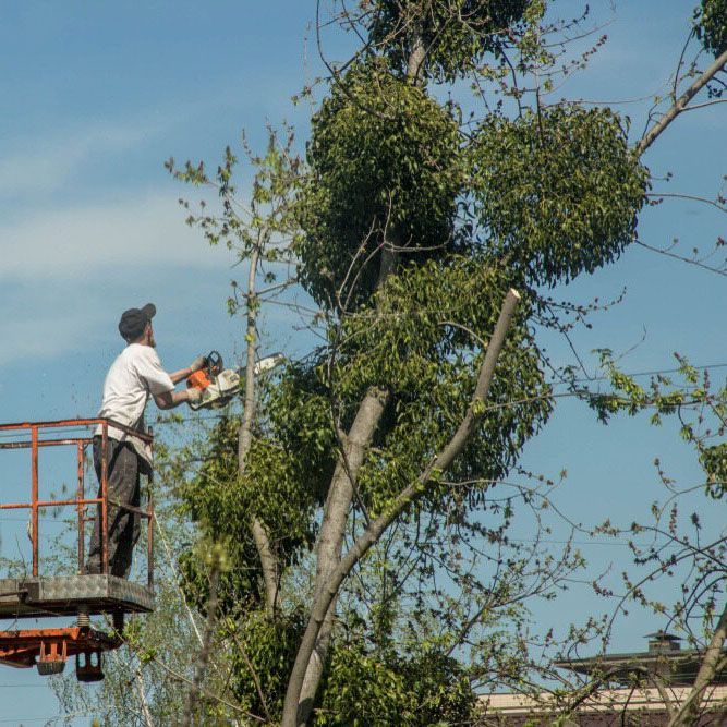 Cutting a Tree With a Chainsaw — Tallow Tree Services Pty Ltd in Bangalow, NSW