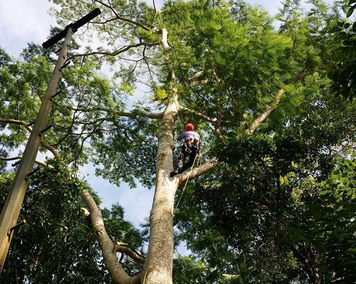 Skilled Arborist Expertly Pruning a Tree With Precision — Tallow Tree Services Pty Ltd in Bangalow, NSW