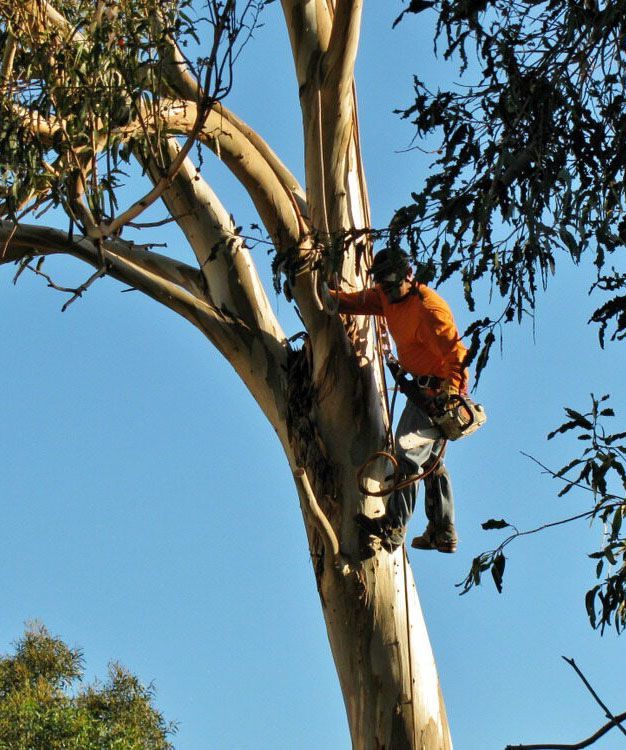 A Man in an Orange Shirt is Climbing a Tree — Tallow Tree Services Pty Ltd in Bangalow, NSW