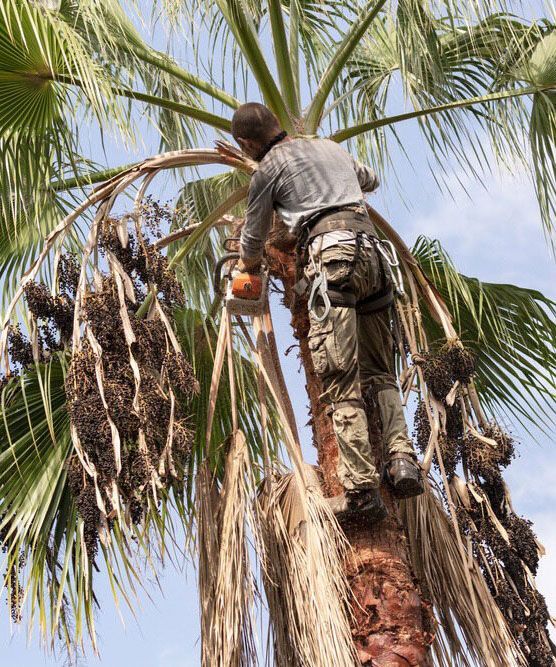 A Man is Climbing a Palm Tree With a Chainsaw — Tallow Tree Services Pty Ltd in Bangalow, NSW