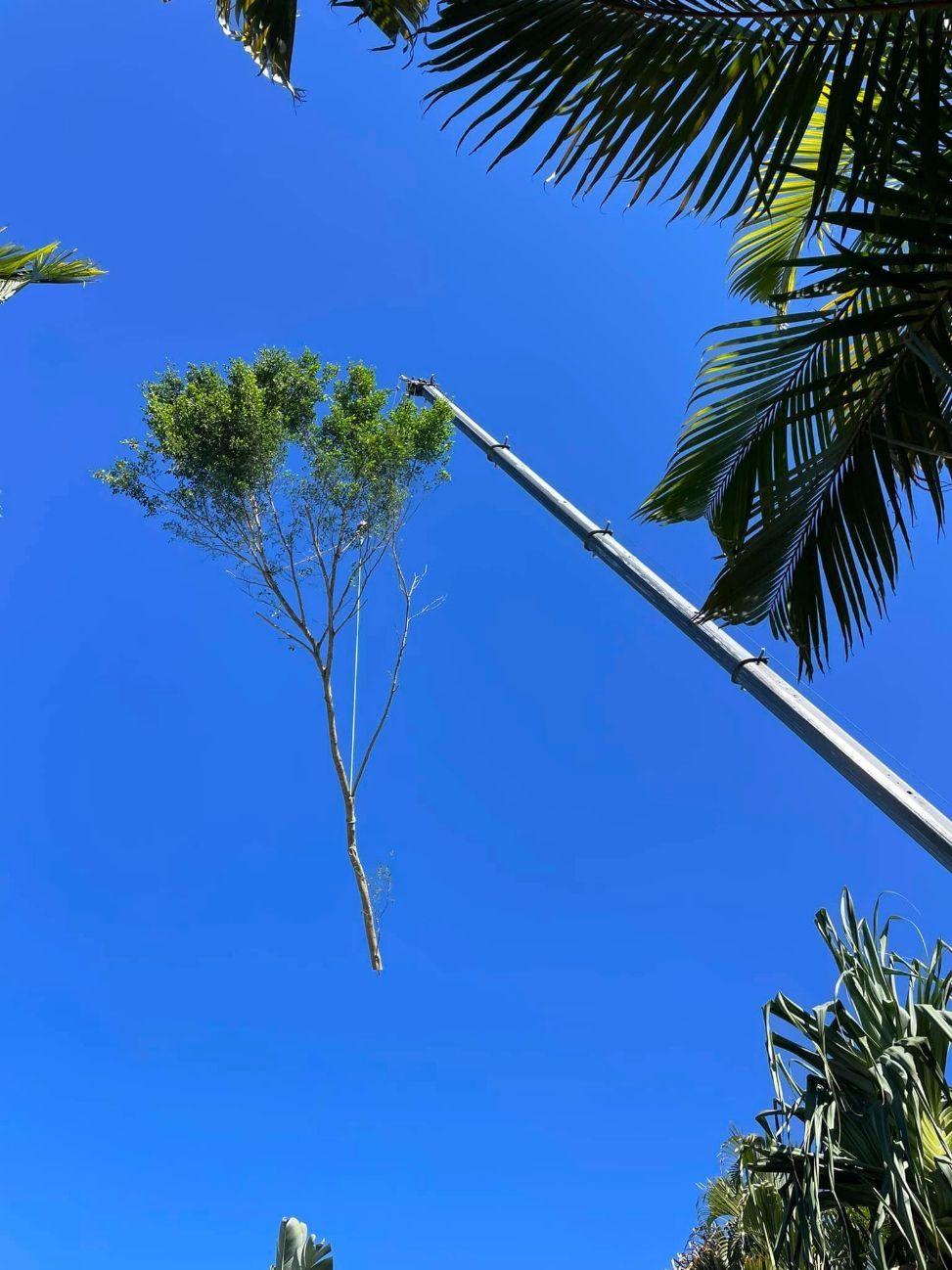 A Tree is Being Removed by a Crane Against a Blue Sky — Tallow Tree Services Pty Ltd in Alstonville, NSW