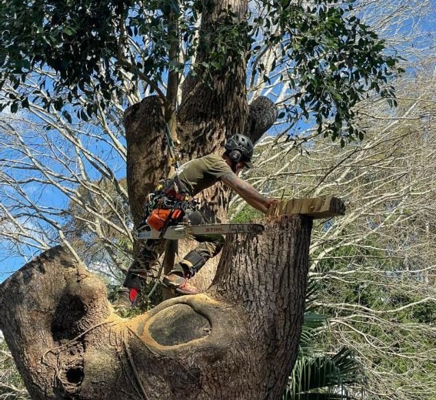 A Man is Cutting Down a Tree With a Chainsaw — Tallow Tree Services Pty Ltd in Lennox Head, NSW