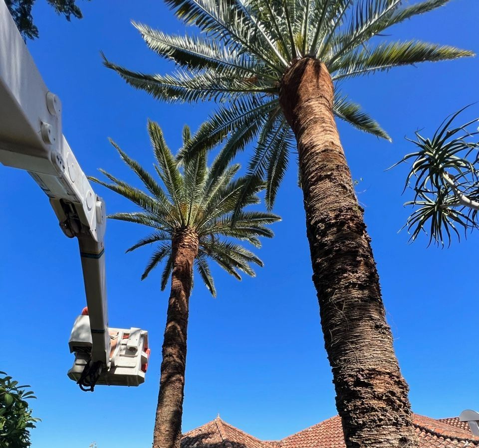 Tree Pruning