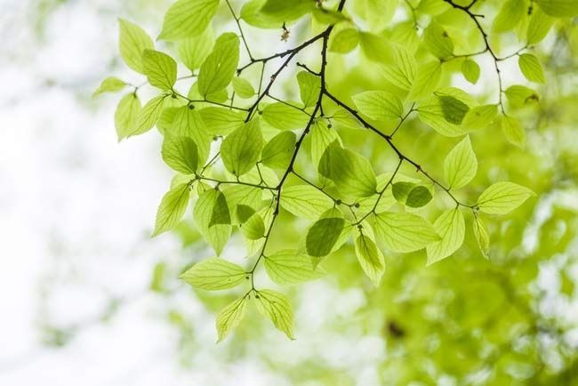 Tree With Growing New Leaves In Spring — Tallow Tree Services Byron Bay