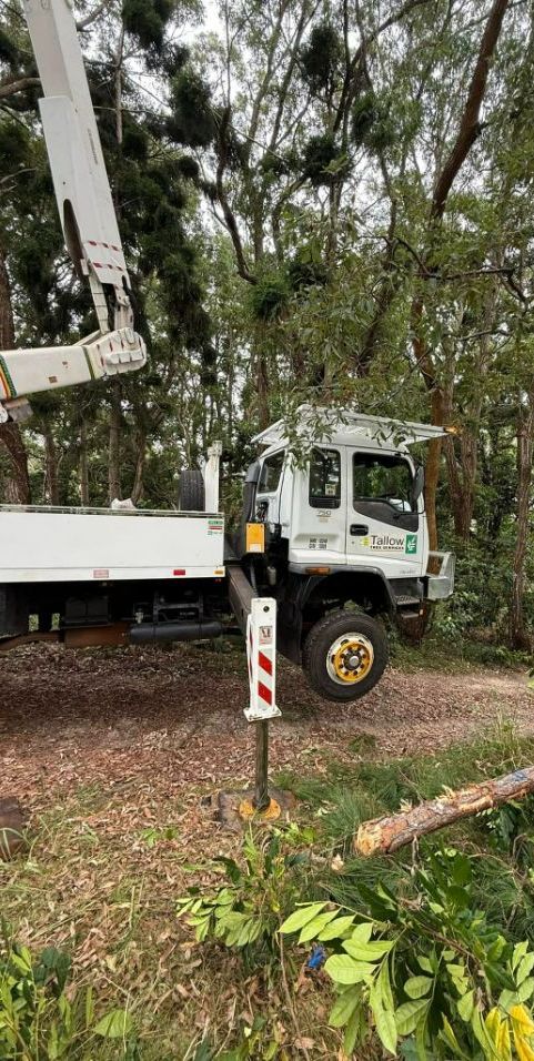 Precision Tree Removal Through Crane-assisted Cutting Services — Tallow Tree Services Pty Ltd in Bangalow, NSW