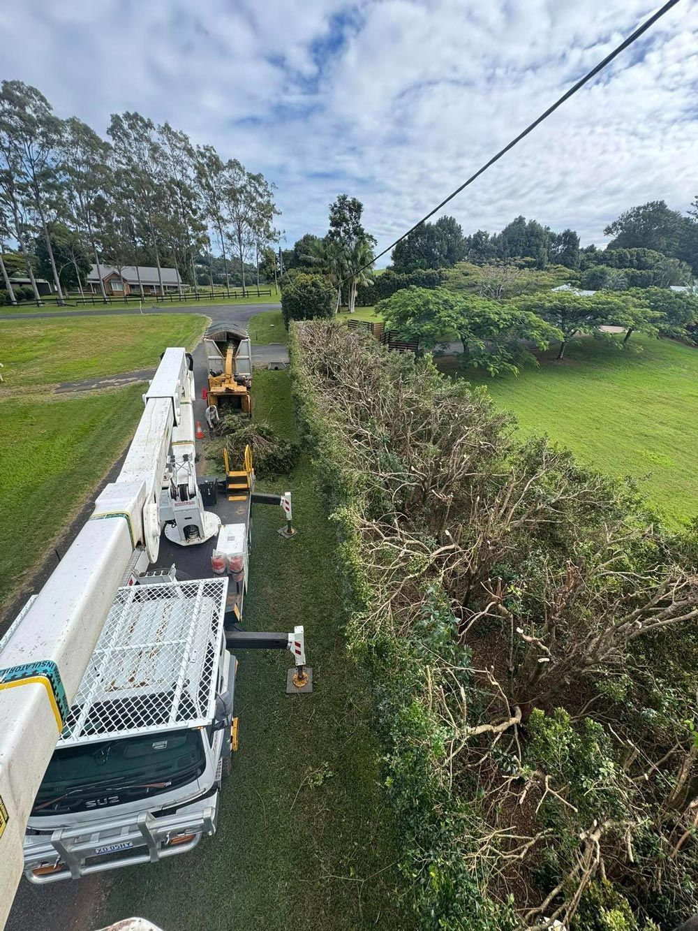 White Crane Close To The Trees