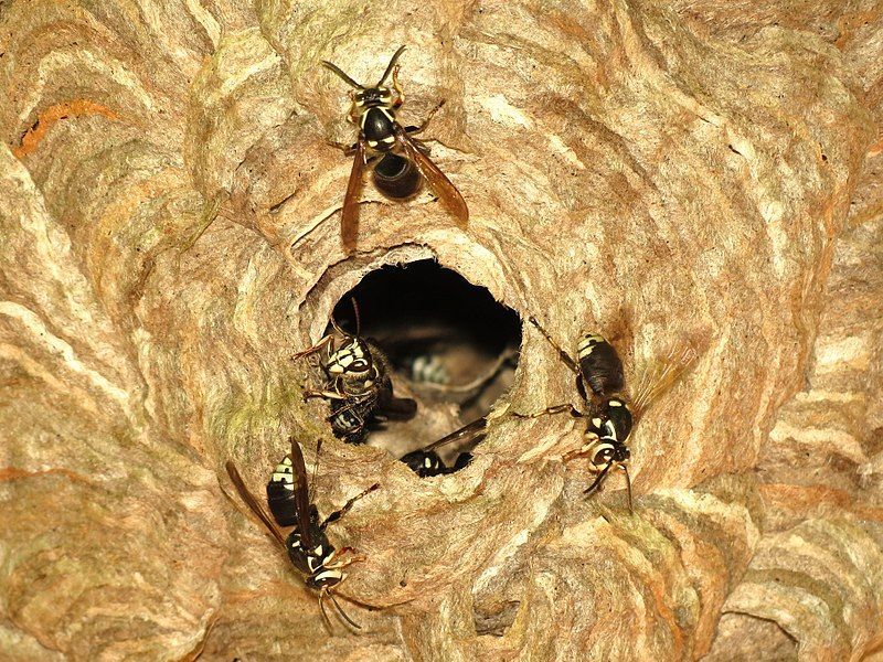 A group of wasps are sitting in a nest.