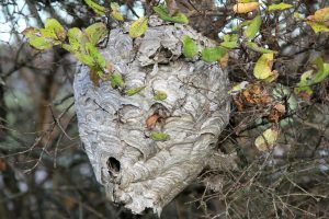 A large wasp nest is hanging from a tree branch.