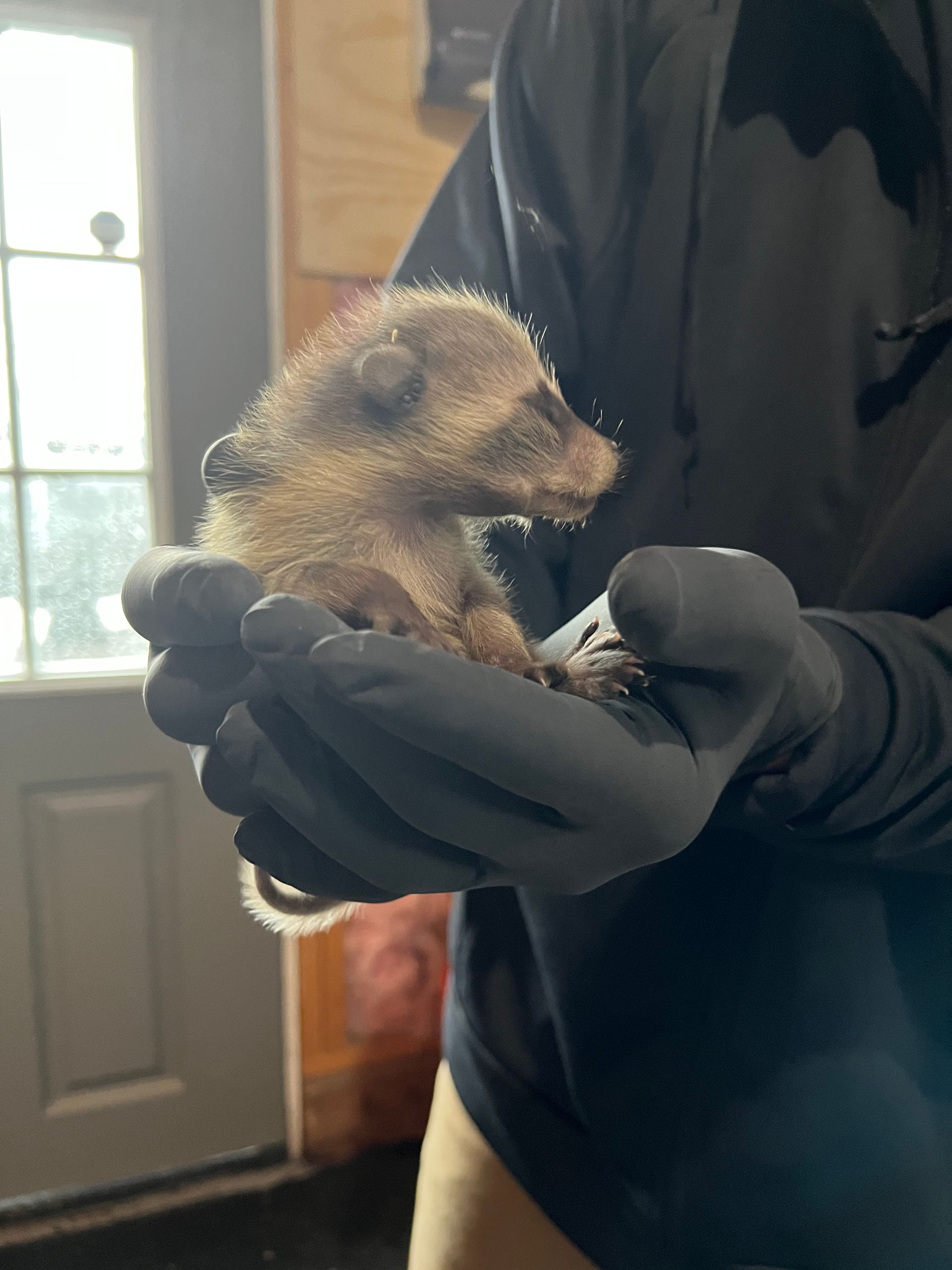 A person is holding a small animal in their hands.