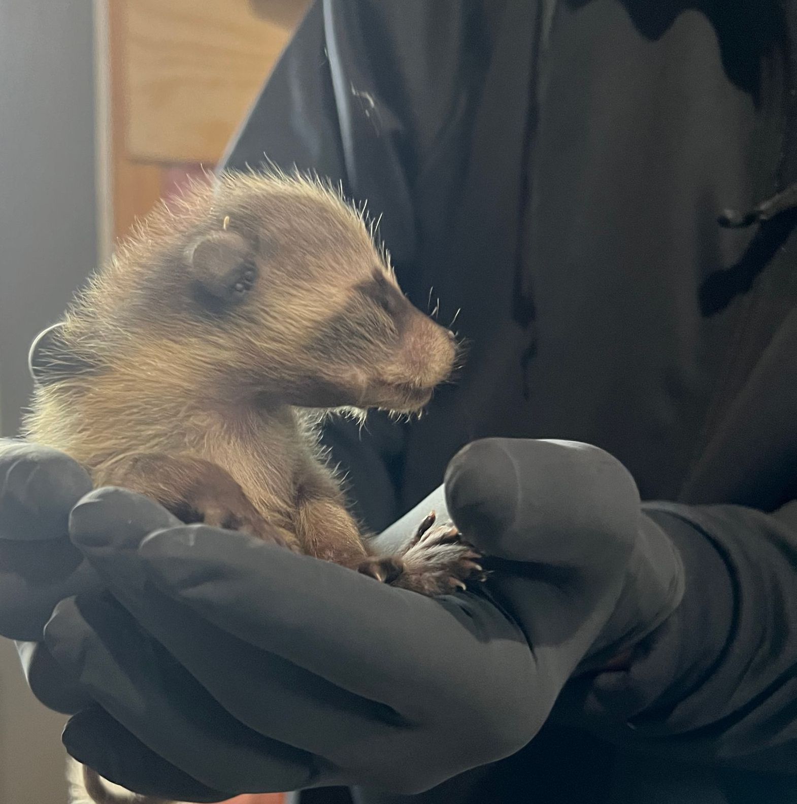 A person is holding a small animal in their hands