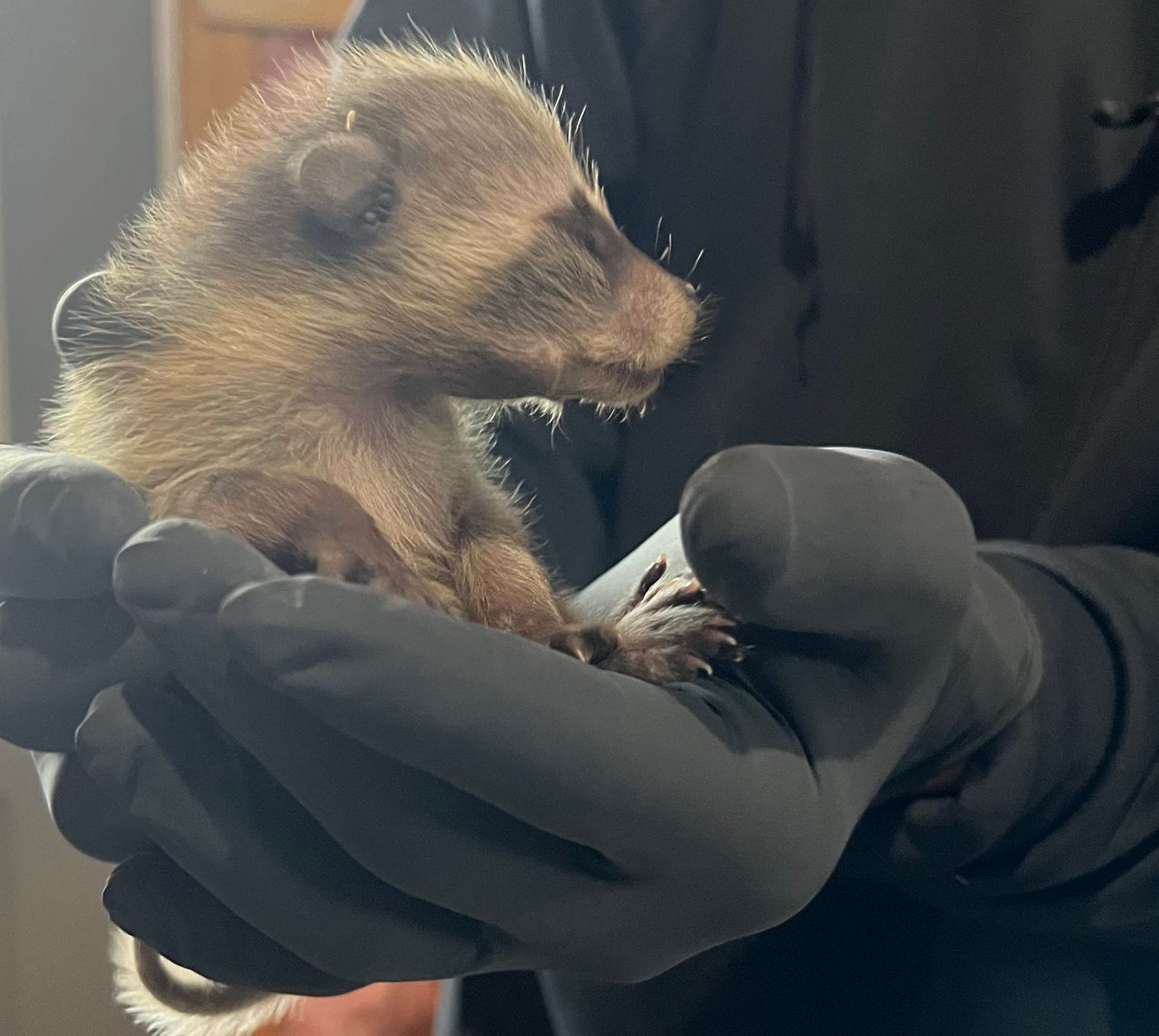 A person wearing black gloves is holding a small animal