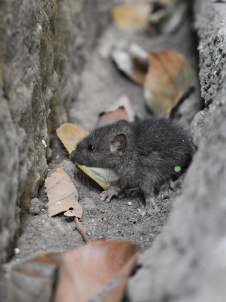 A small black mouse is sitting in a hole in the ground.