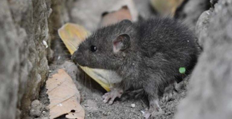 A small black mouse is sitting in a hole in the ground.