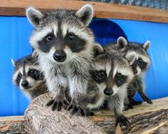 A close up of a raccoon with its mouth open.