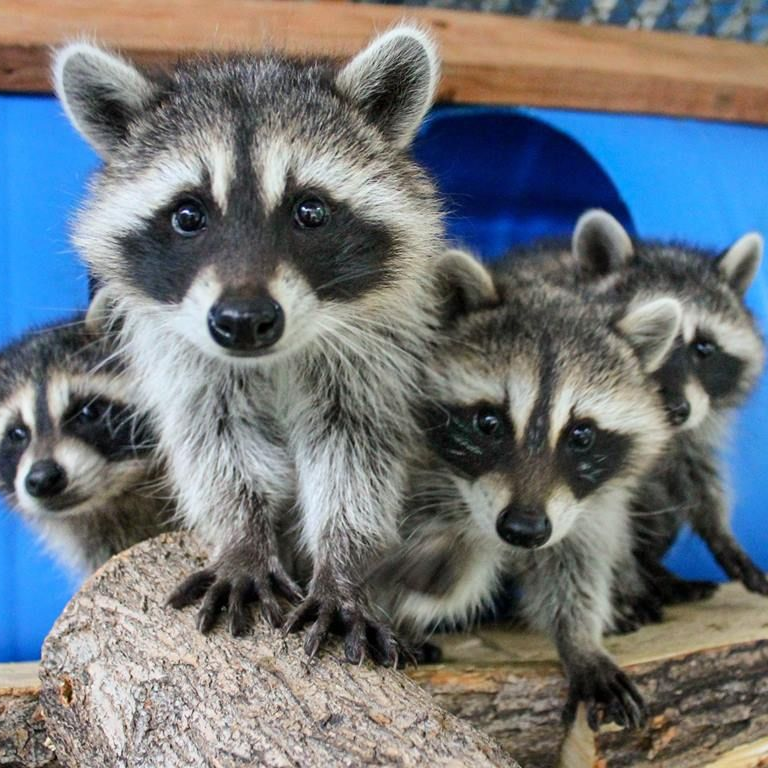 A person is holding a small raccoon in their hands