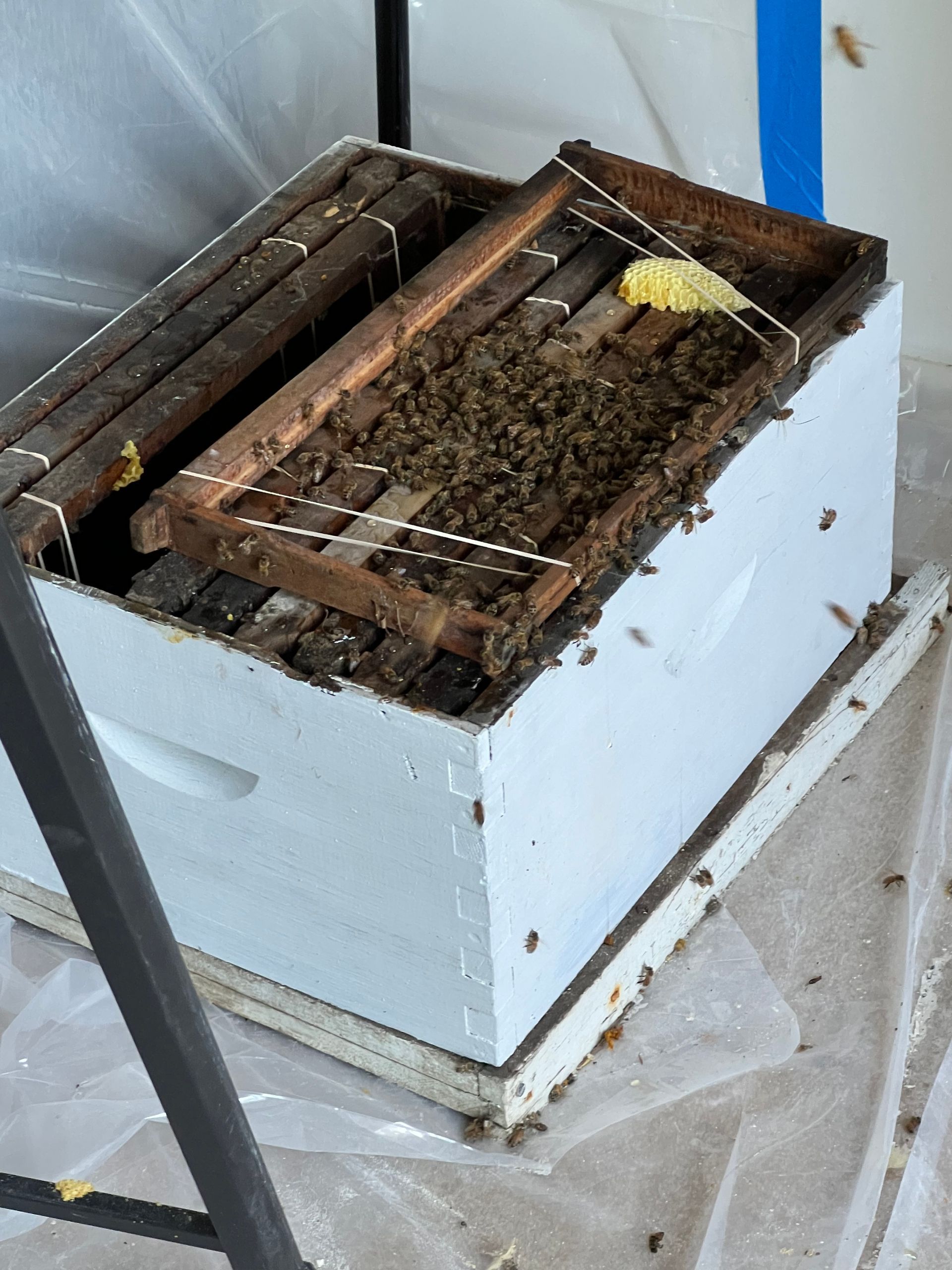 A beehive with a lot of bees inside of it