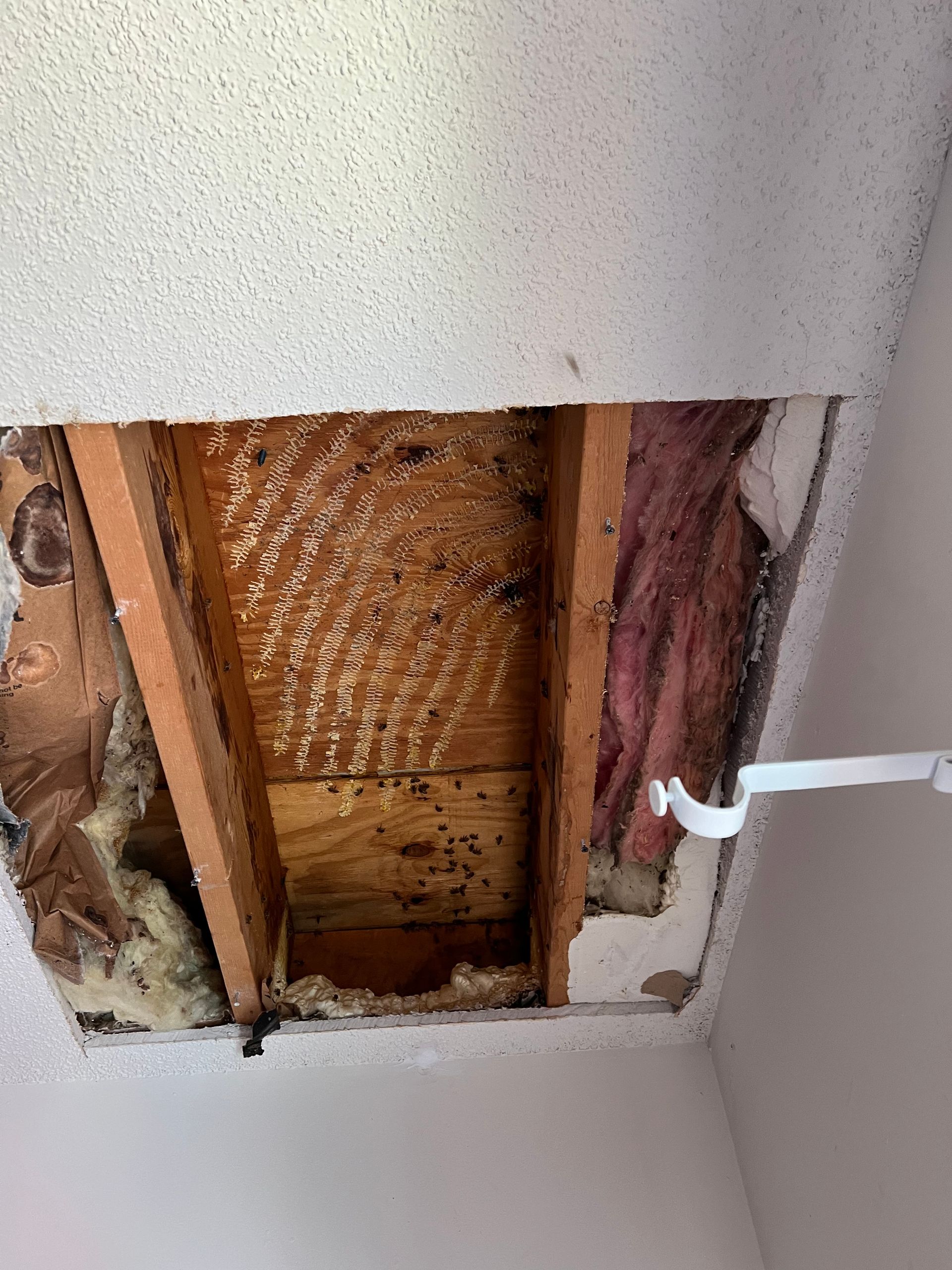 A hole in the ceiling of a room with wooden beams and insulation.