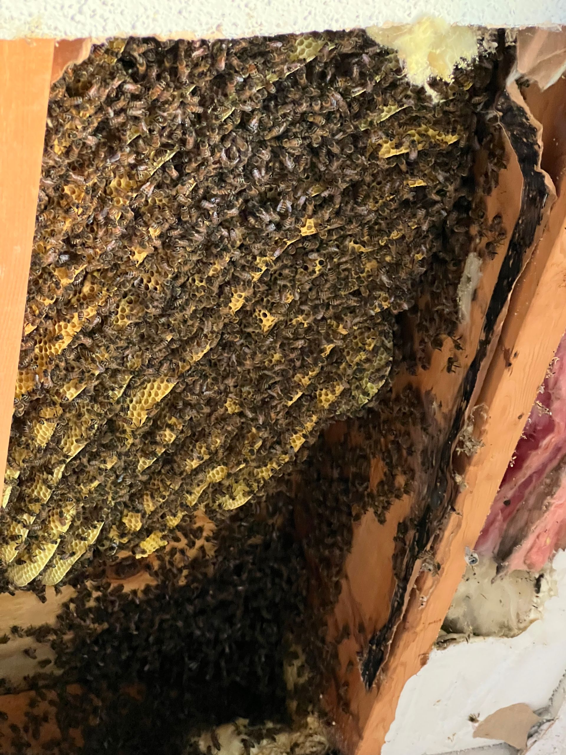 A bunch of bees are sitting on a piece of wood.