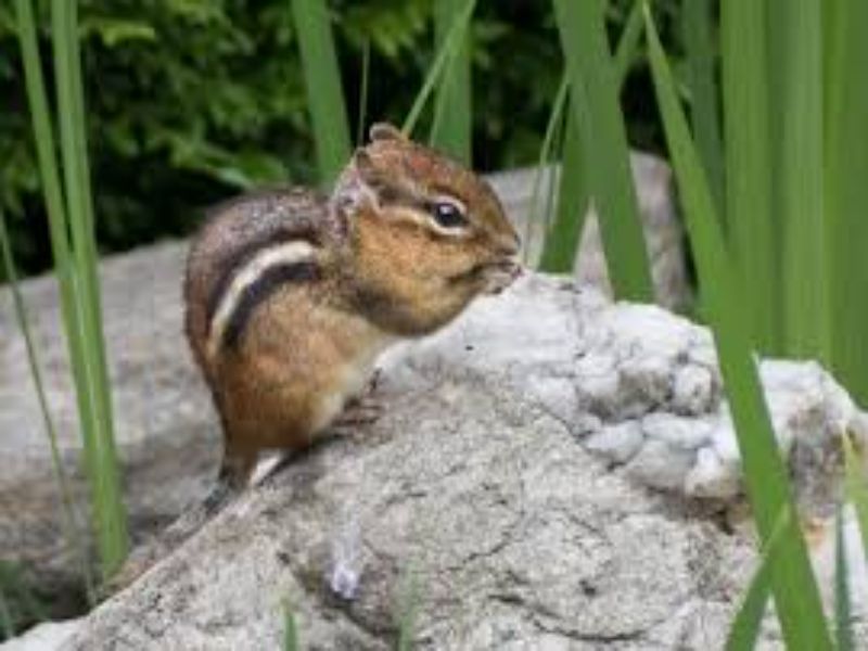 A chipmunk is sitting on top of a rock in the grass.