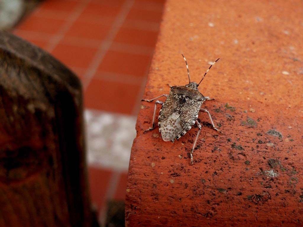 A small bug is sitting on a brick wall.