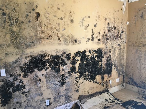 A room with a lot of black mold on the walls