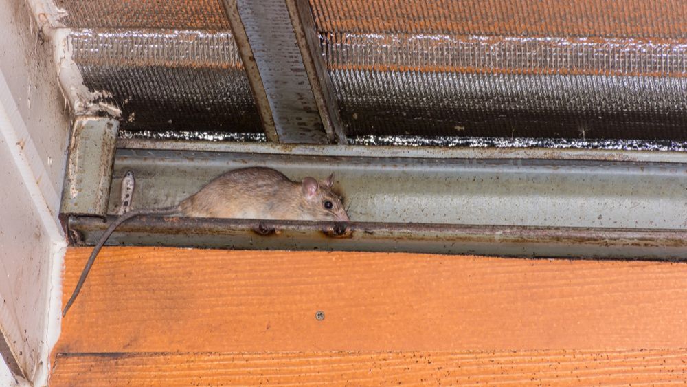 A mouse is sitting on a metal beam under a window.