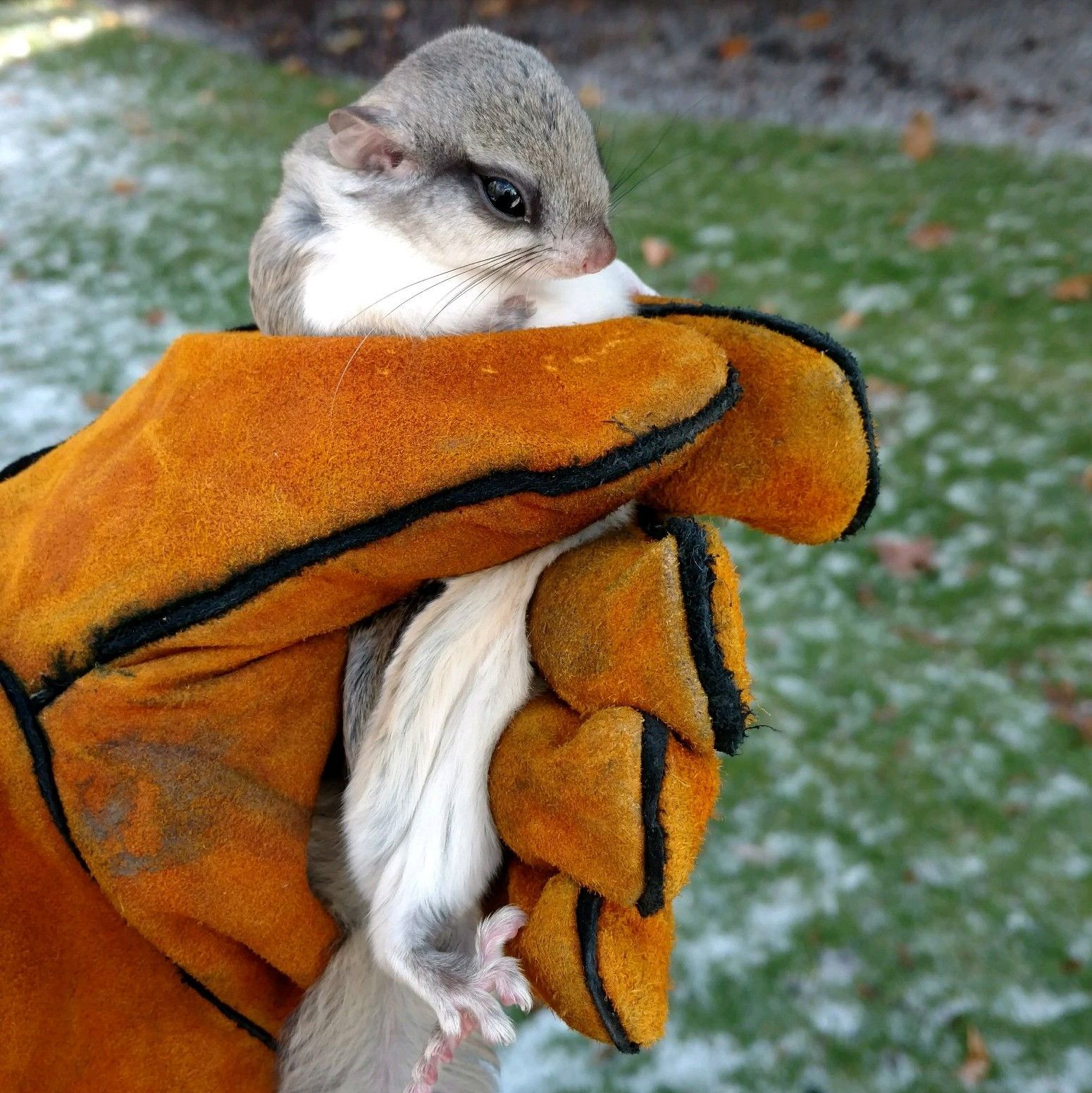 A person is holding a small squirrel in their hand