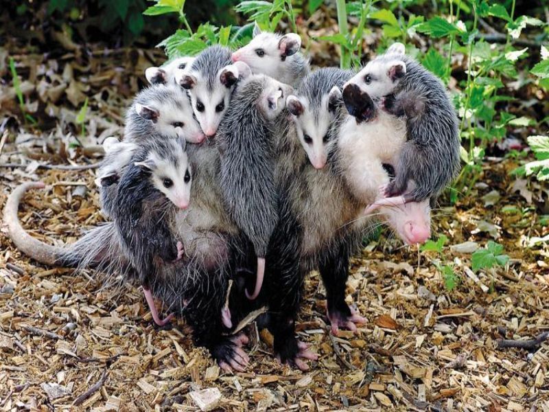 A group of opossums are standing next to each other on the ground.