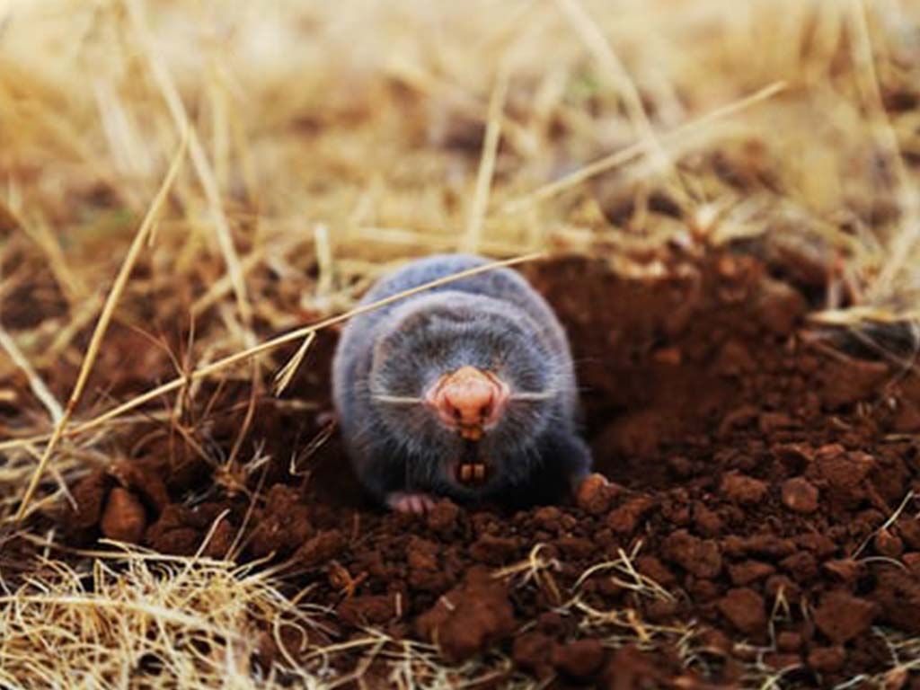 A mole is sticking its head out of a hole in the ground.