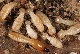A group of termites are crawling on the ground.