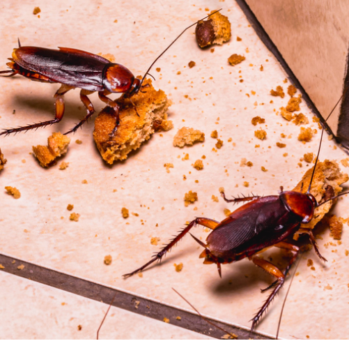 Two cockroaches are eating crumbs on a tiled floor