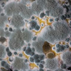 A close up of a mold growing on a piece of food.