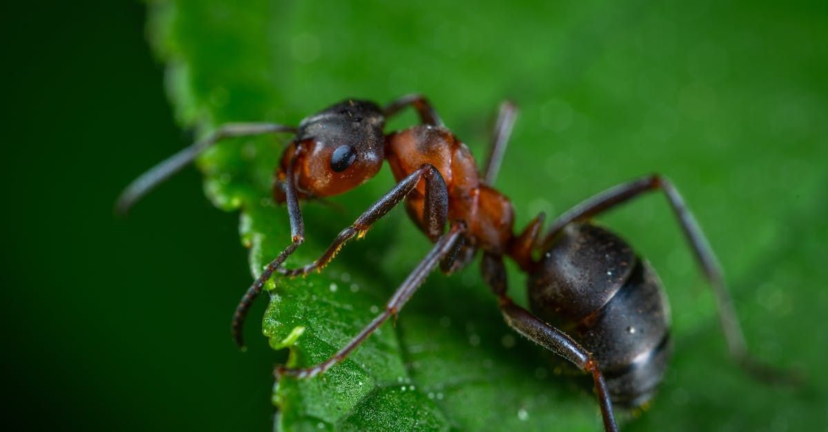 A close up of an ant on a green leaf.
