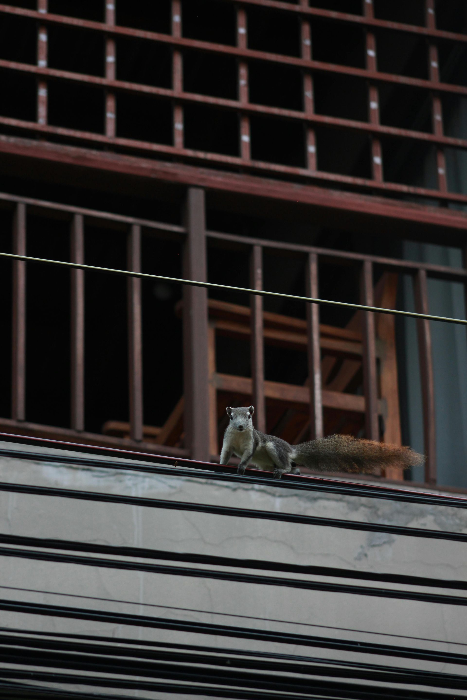 A squirrel is perched on the side of a building