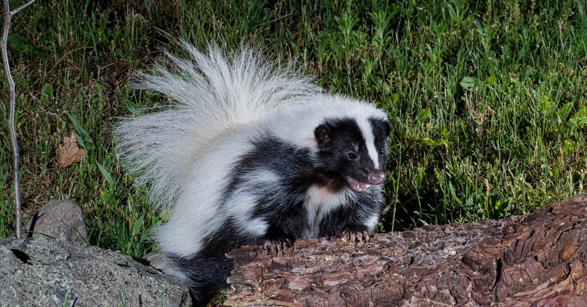 A black and white skunk is standing on a log in the grass.