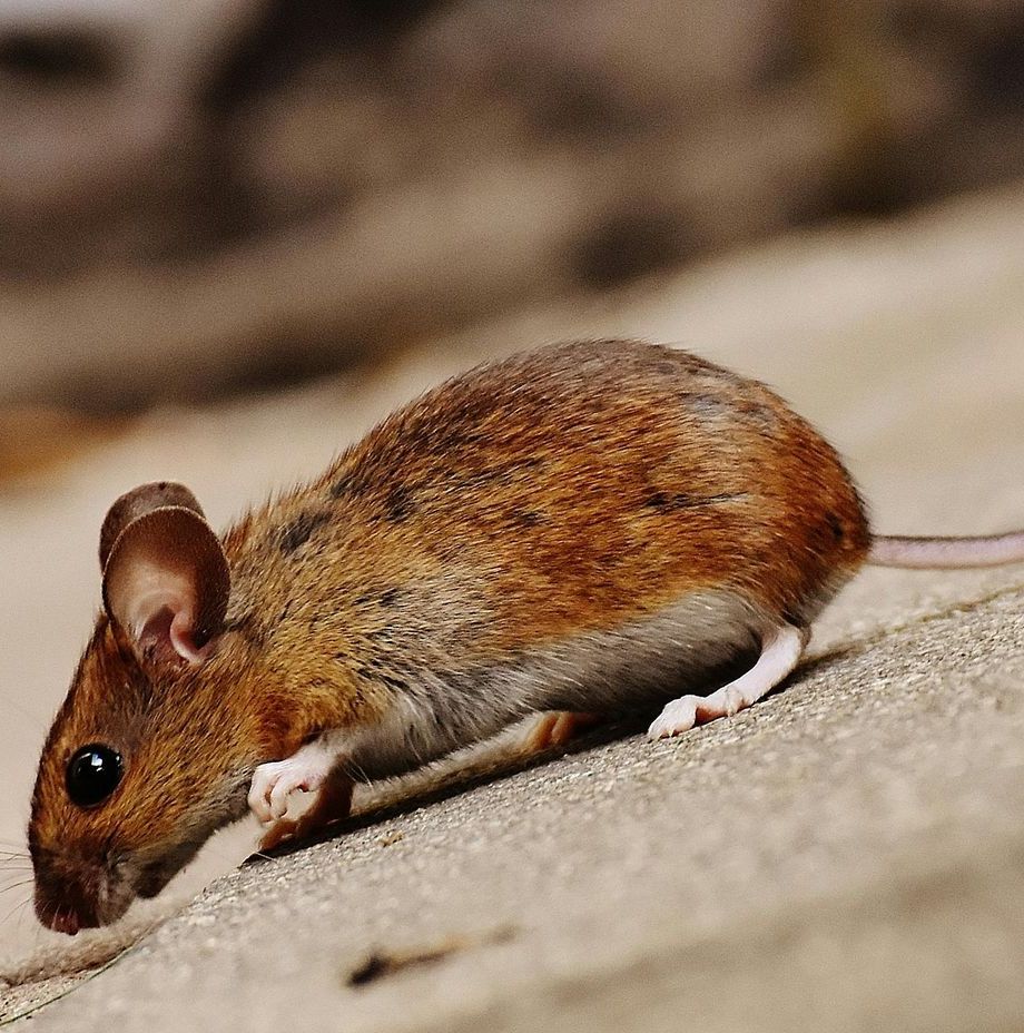 A mouse is holding a red christmas ball in its mouth.