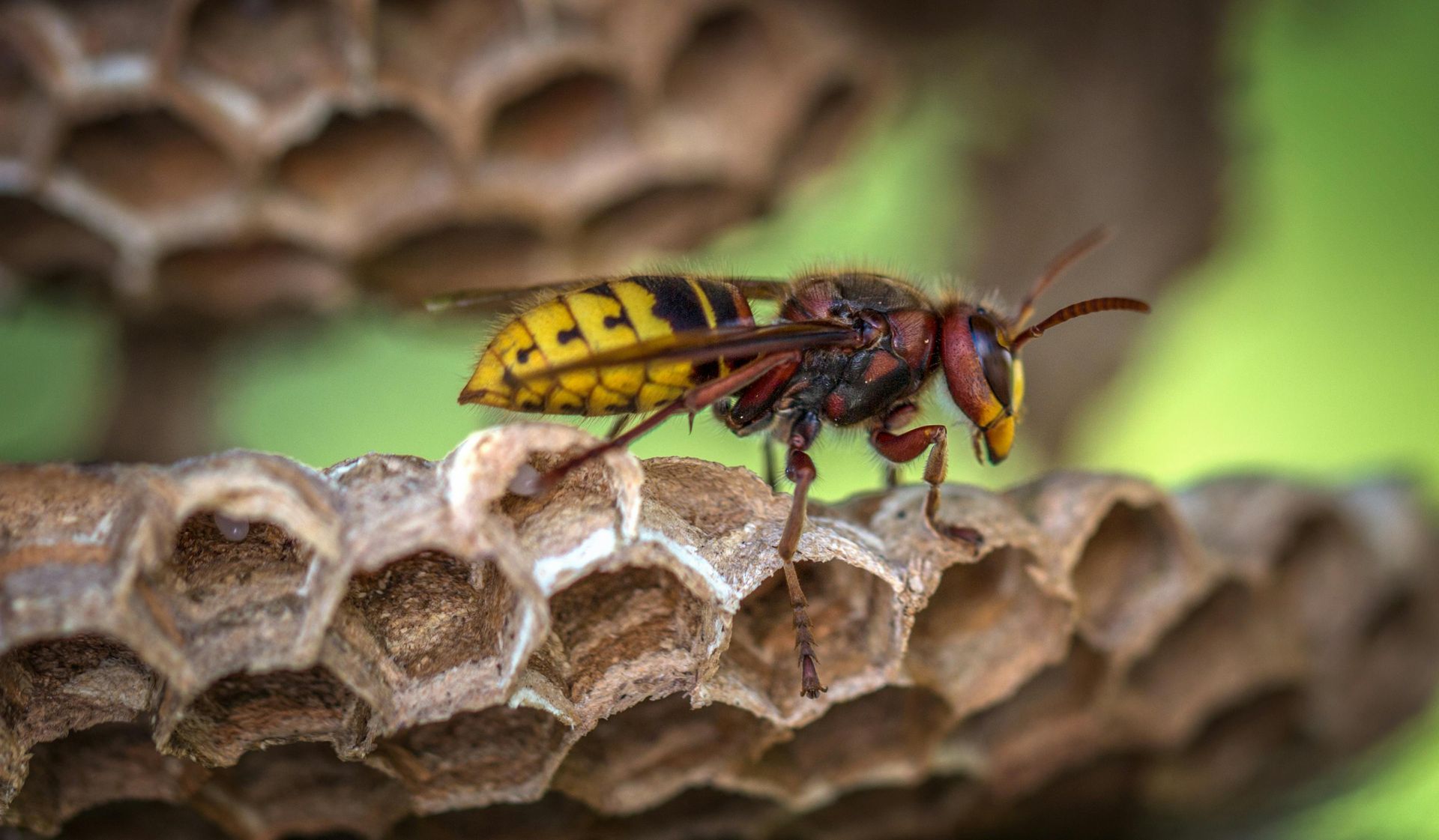 A wasp is sitting on top of a honeycomb.