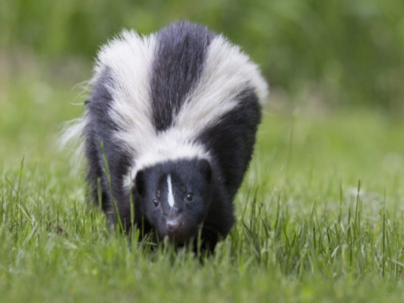 A black and white skunk is walking through the grass.