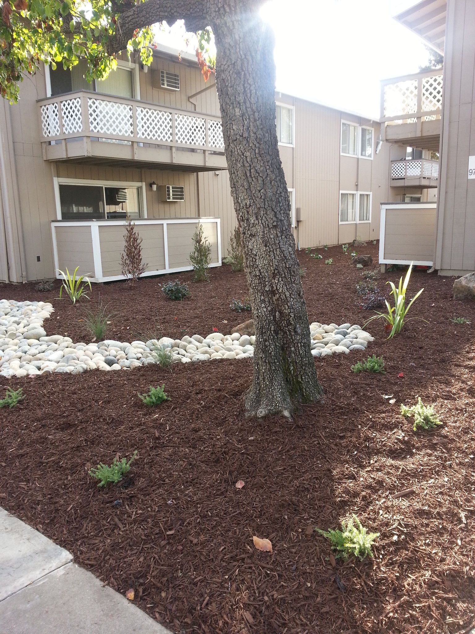 A tree is in the middle of a garden in front of a building.