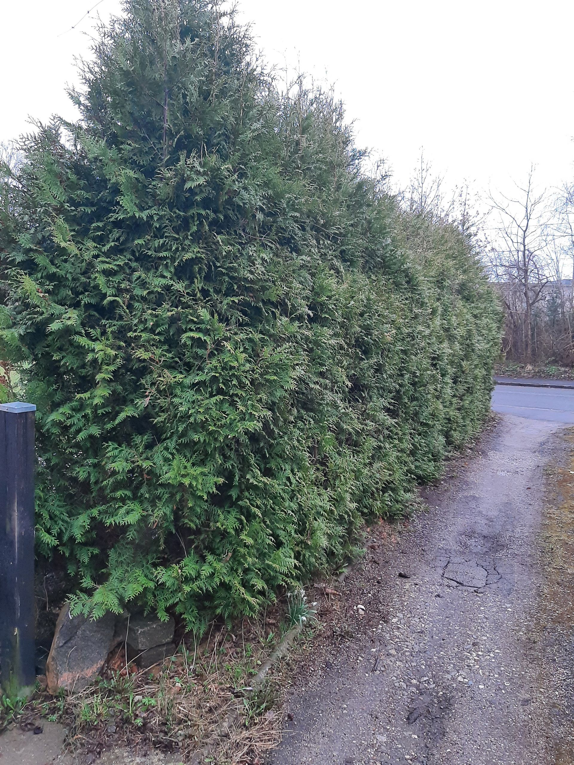 Værløse – terrasse af ølandsbrud før og efte