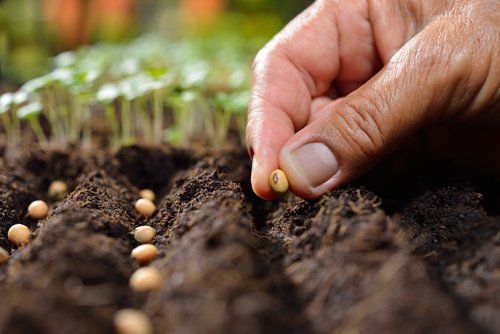mano che pianta in terra delle sementi