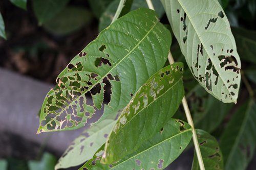 foglie danneggiate da parassiti